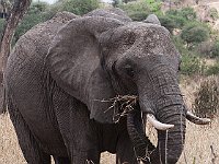 Wild Olifant 1